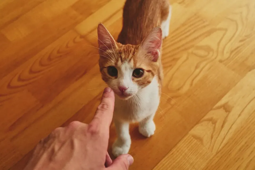 They Follow You From Room to Room (Image Credits: Unsplash)