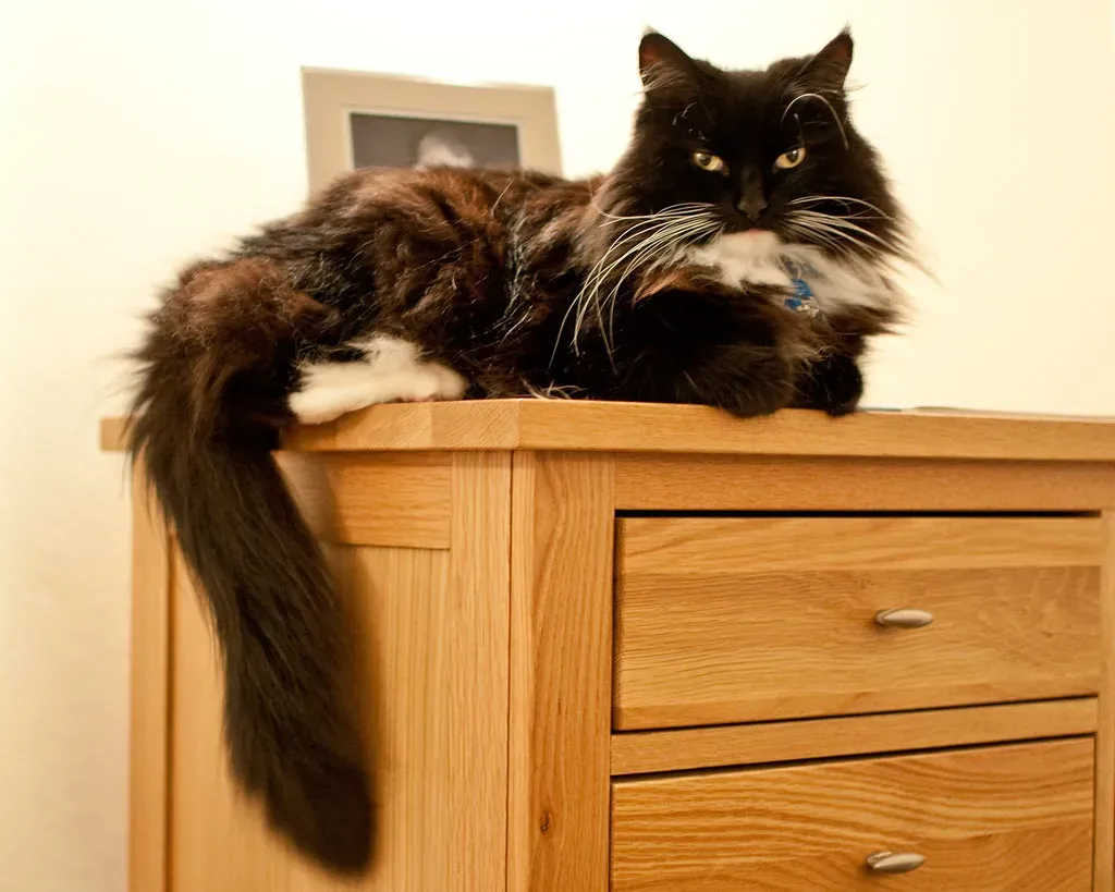 #14 - The Specific Cabinet or Drawer Where Treats Live (photoverulam, Flickr, CC BY-SA 2.0)