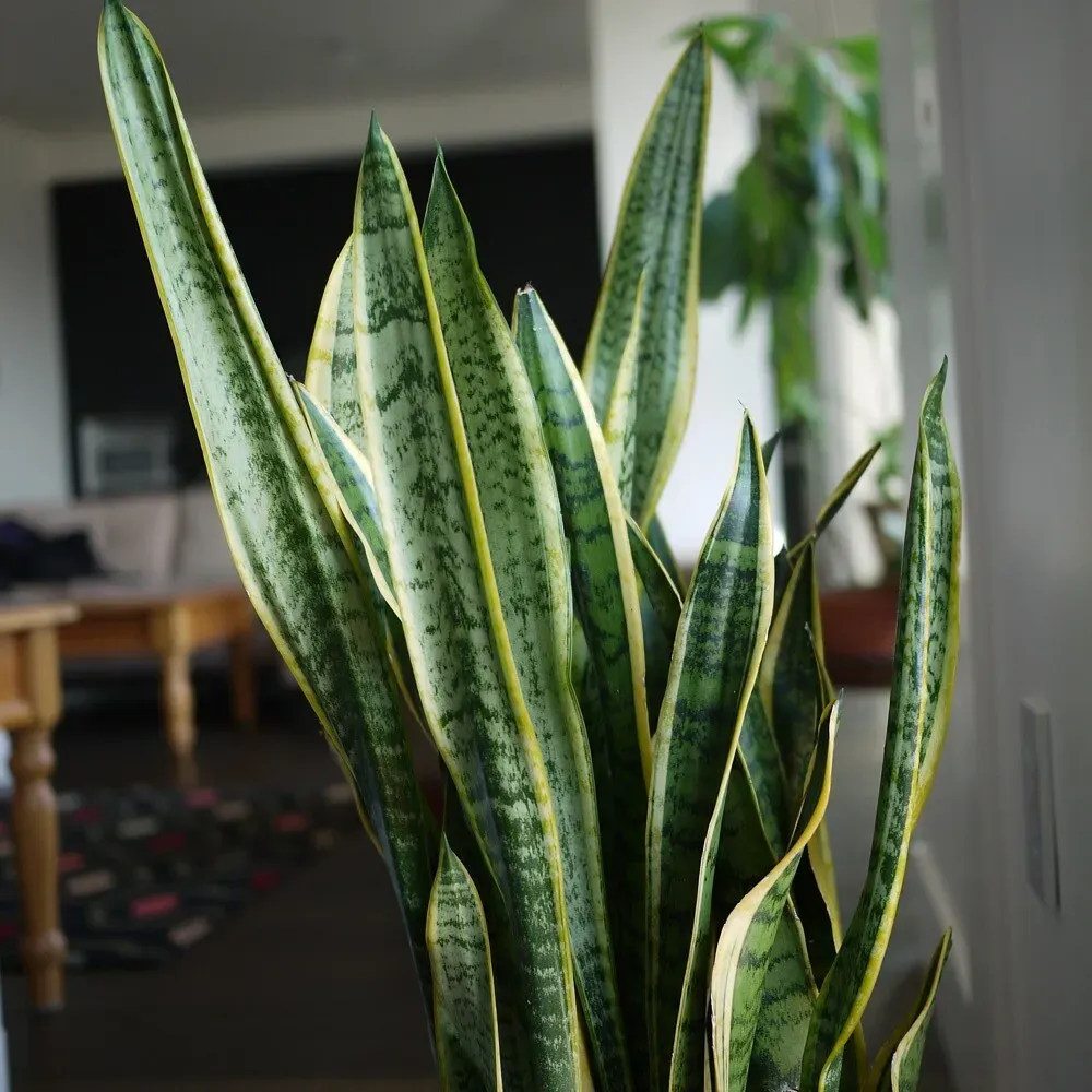 5. Snake Plant: The Indestructible Houseplant With a Hidden Bite (Image Credits: Flickr)