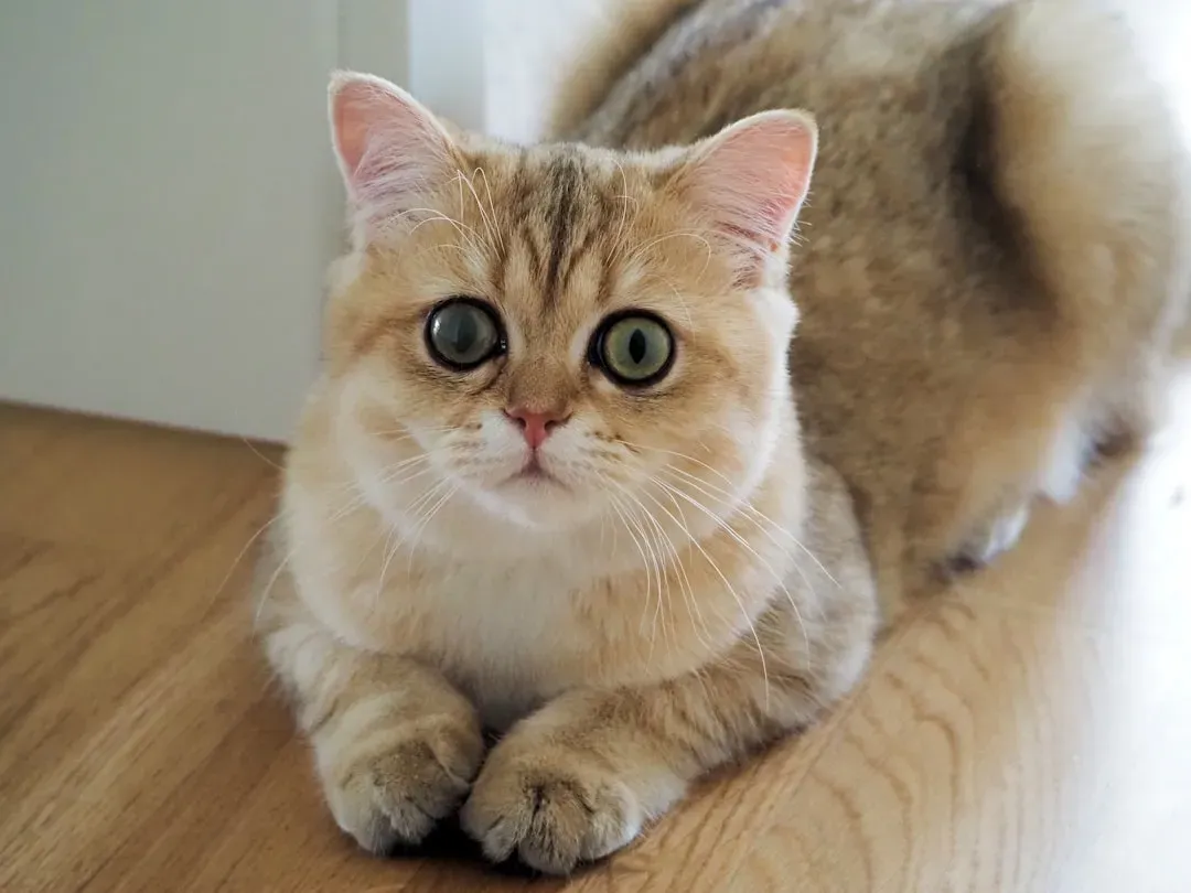 Breed Differences: How Much Does Breed Actually Predict Personality? (Image Credits: Unsplash)