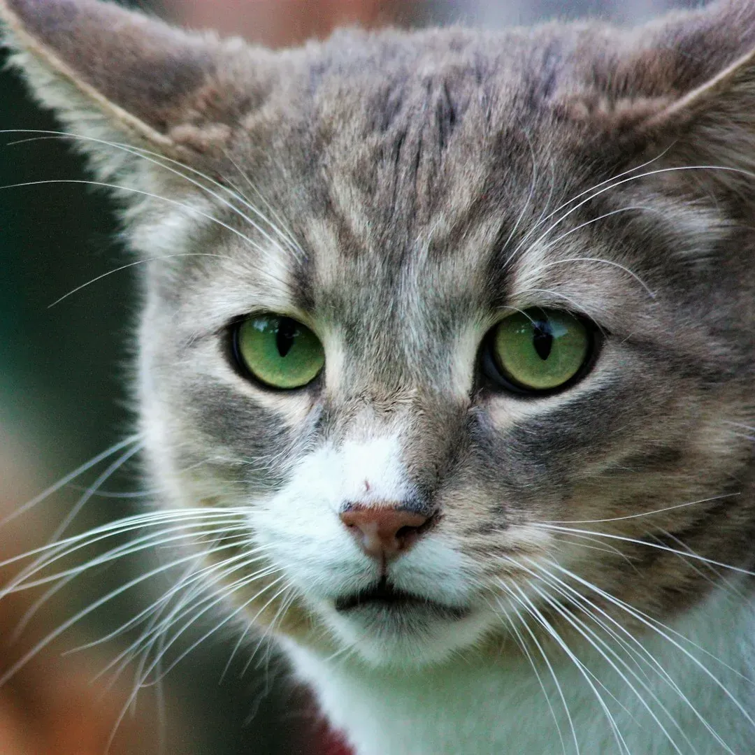 What the Genetics of Purring Reveal (Image Credits: Unsplash)