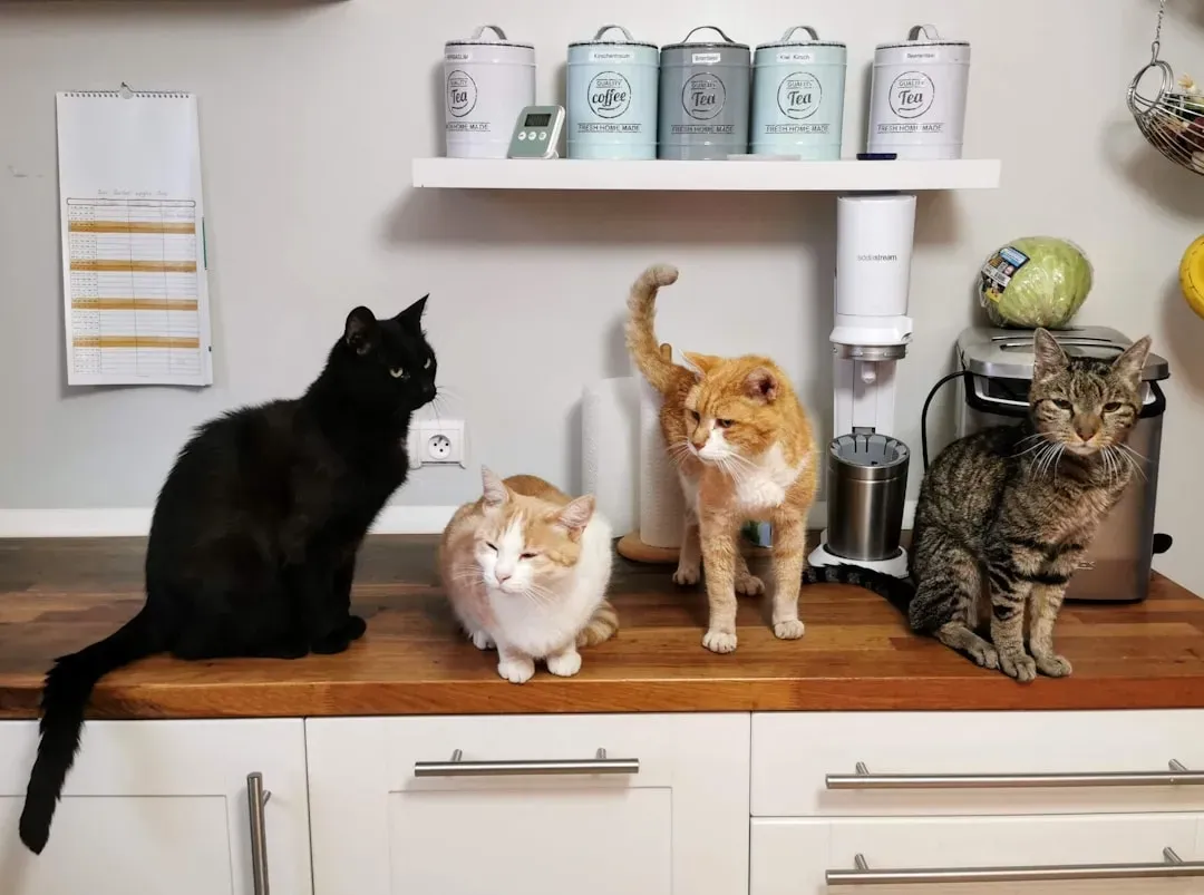 #11 Subtle Shifts in Another Cat's Vocal Tone (Image Credits: Unsplash)
