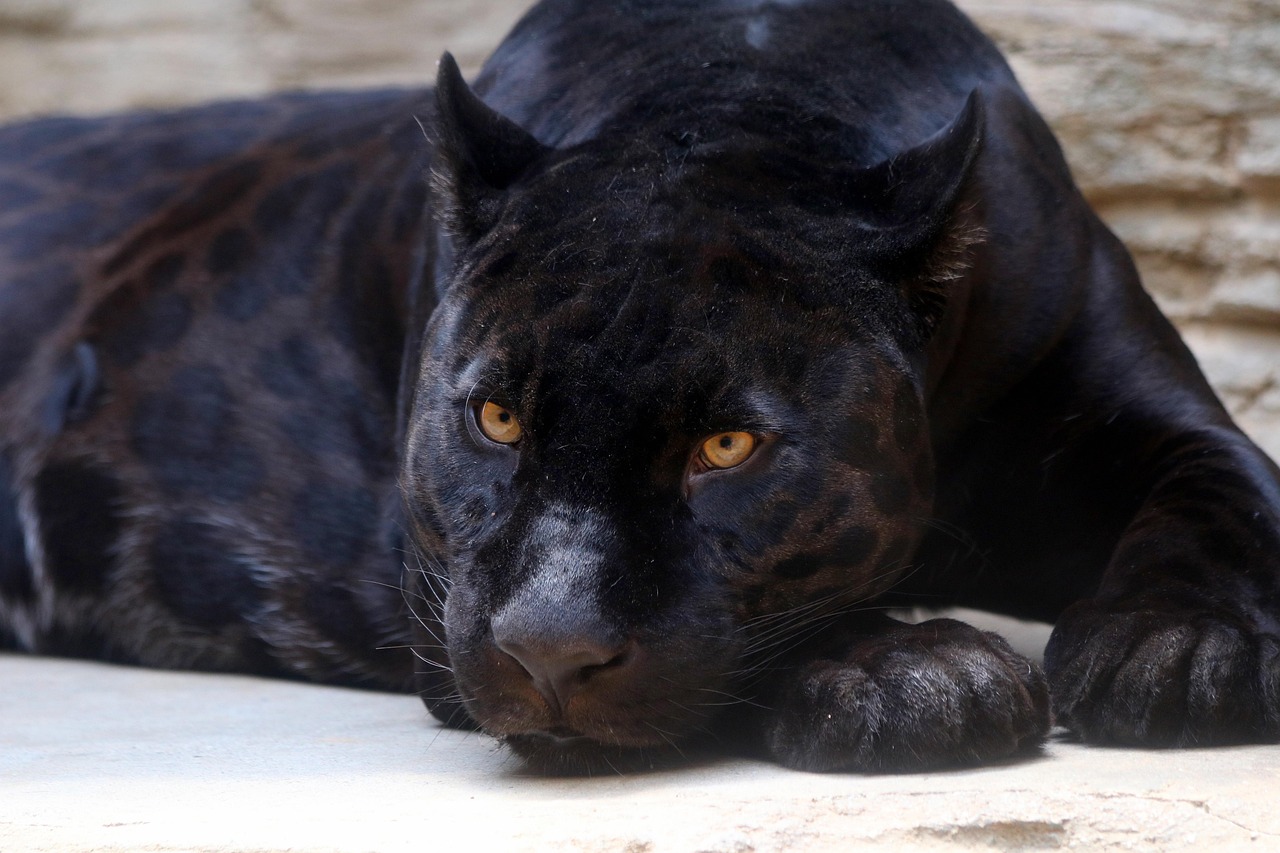 Scorpio: The Mysterious Black Panther (Image Credits: Pixabay)