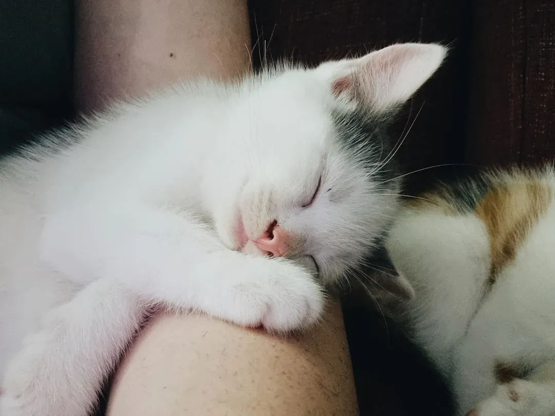 4. Your Cat Chooses to Sleep Near You or On You (Image Credits: Unsplash)