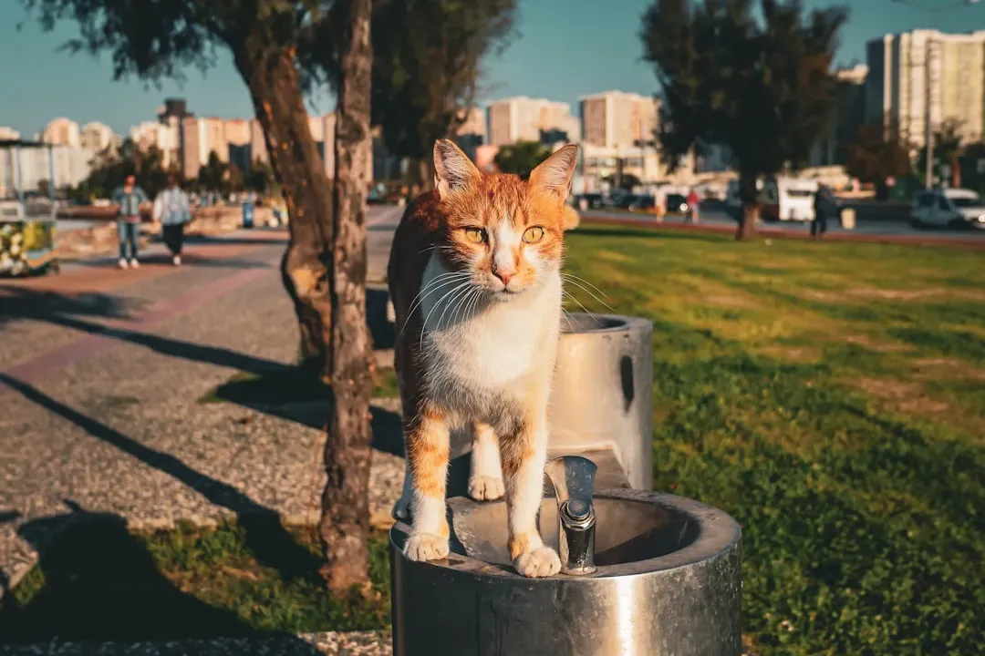 15. Turkish Van: The Water-Loving Adventurer (Image Credits: Unsplash)