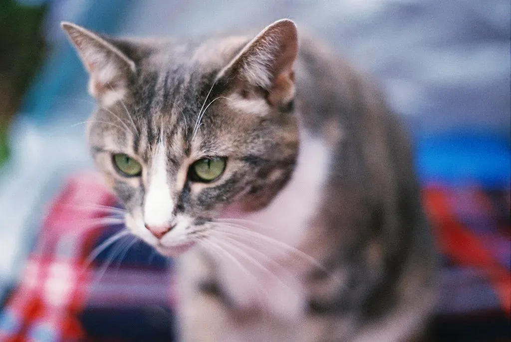 Prevention Methods That Actually Work (Image Credits: Flickr)