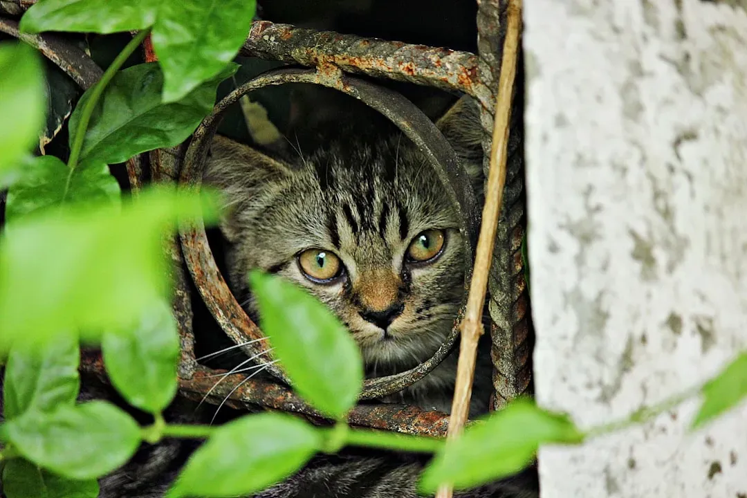 Object Permanence: Your Cat Knows Things Still Exist When Hidden (Image Credits: Unsplash)