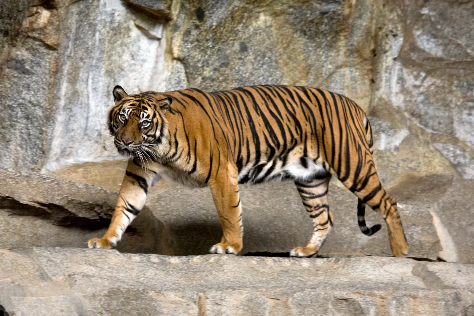 11. The Sumatran Tiger Has a Population of Only Around 600 Individuals (By Captain Herbert, CC BY-SA 3.0)
