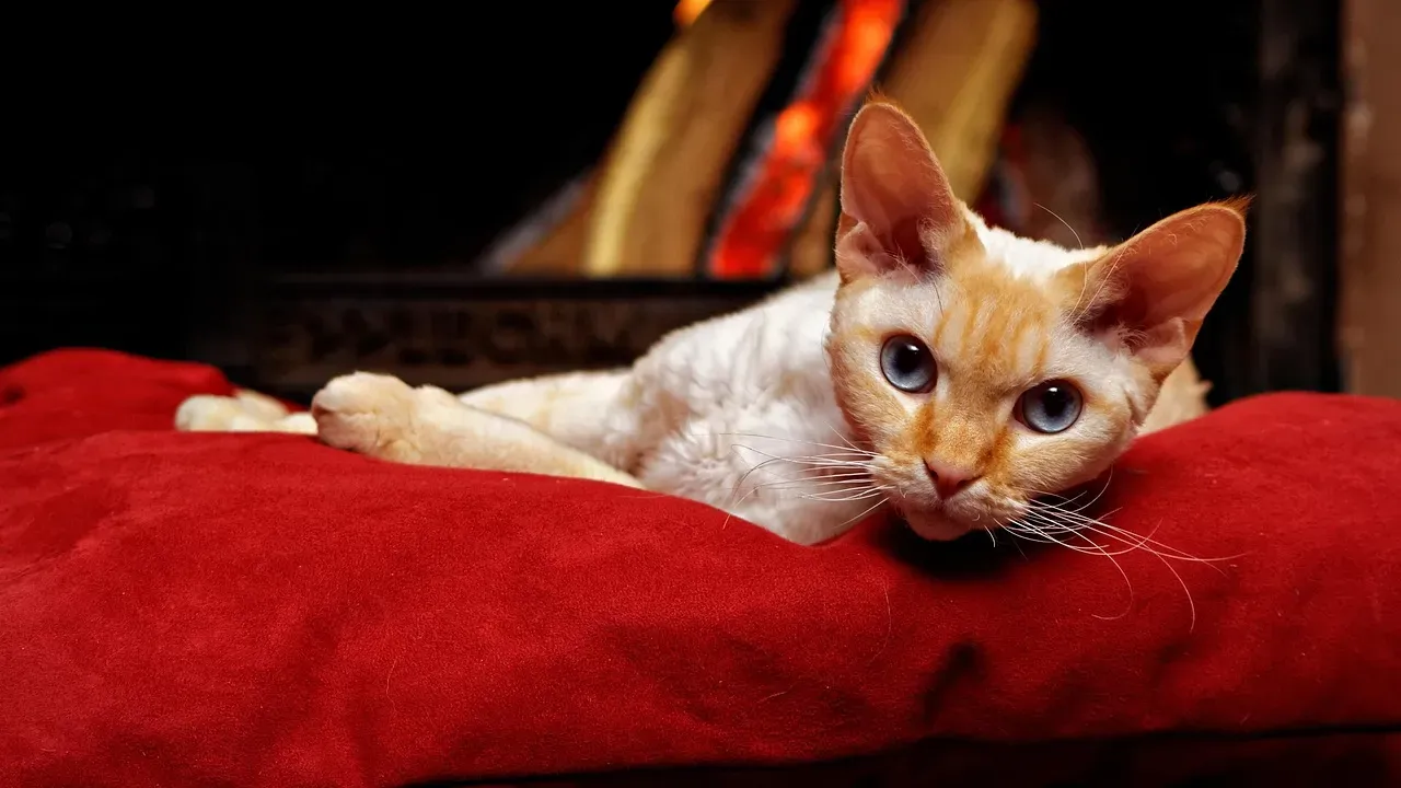 3. Devon Rex: Relentless, Charming, Completely Unmovable (Image Credits: Pixabay)