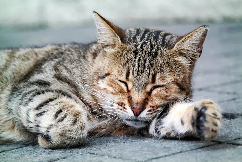 Can Cats Have Nightmares? (Image Credits: Pexels)