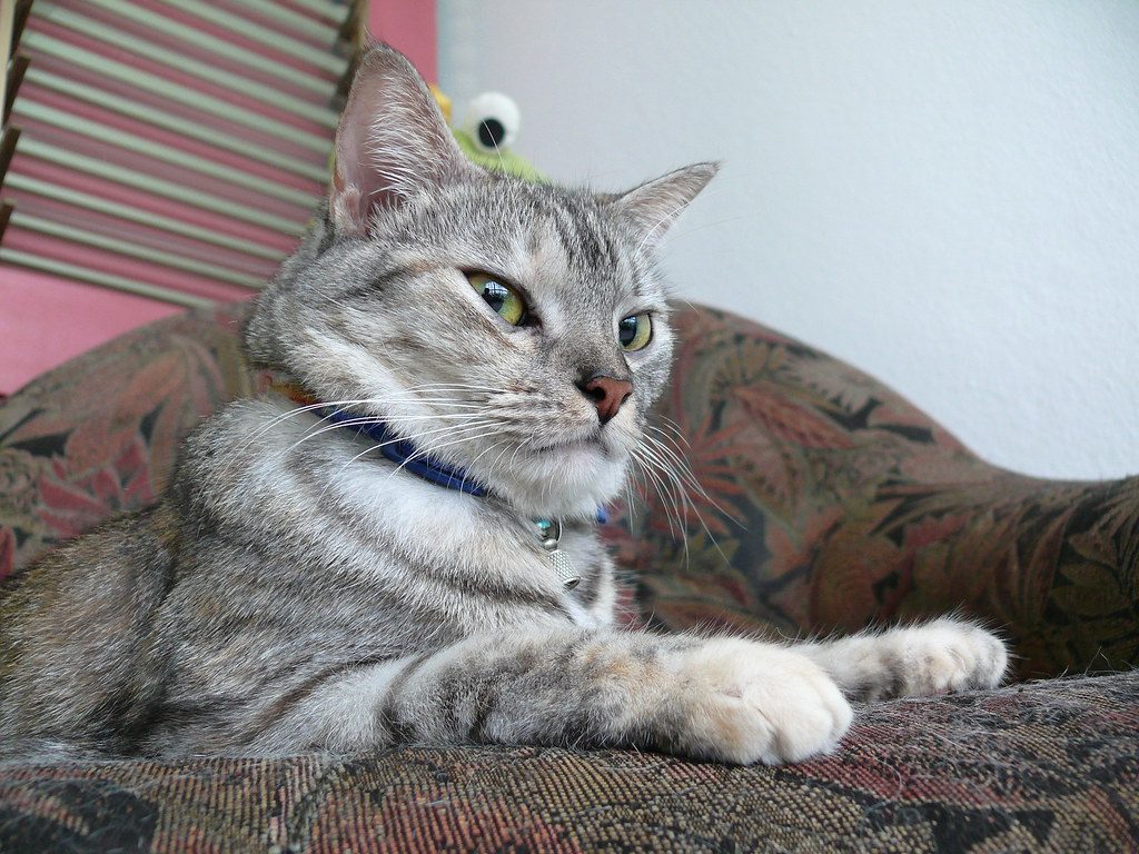 They're Appalled by Your Grooming Standards (Image Credits: Flickr)