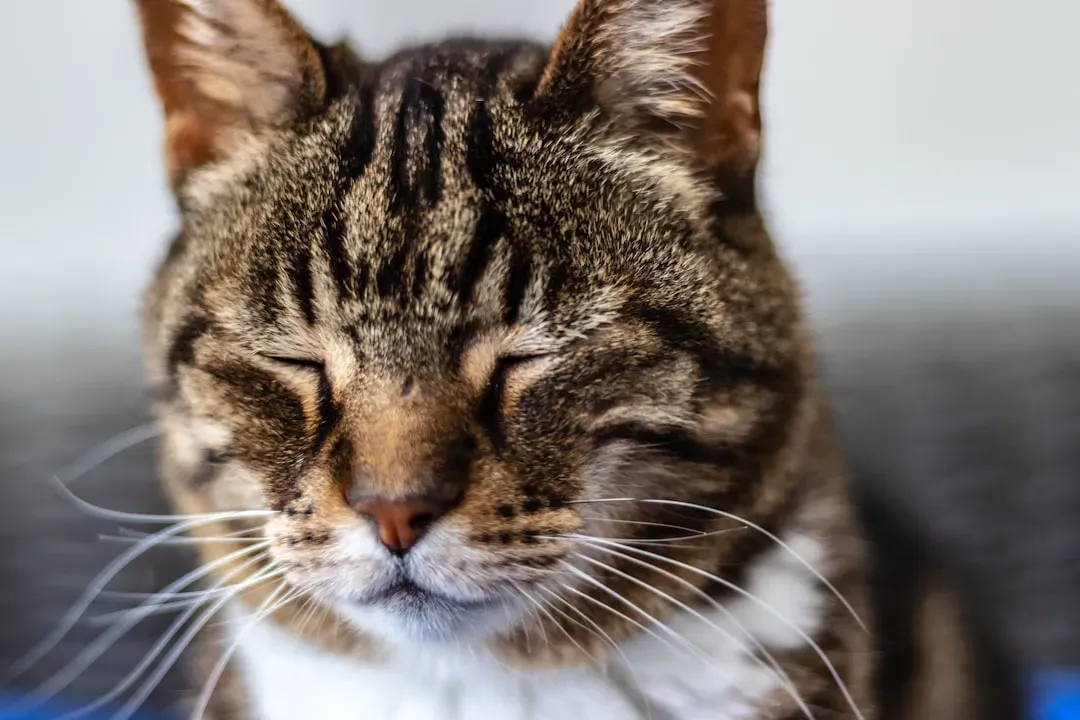 The Slow Blink Is a Cat Kiss (Image Credits: Unsplash)
