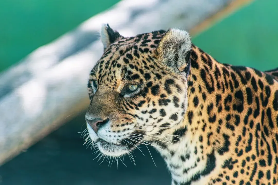 When Jaguars Break the Solitary Rule: Male Coalitions (Image Credits: Unsplash)