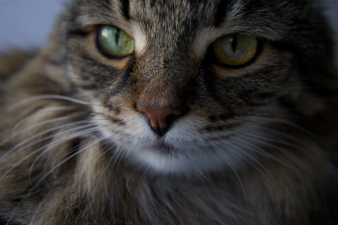 Scientific Proof Cats Understand Your Feelings (Image Credits: Unsplash)