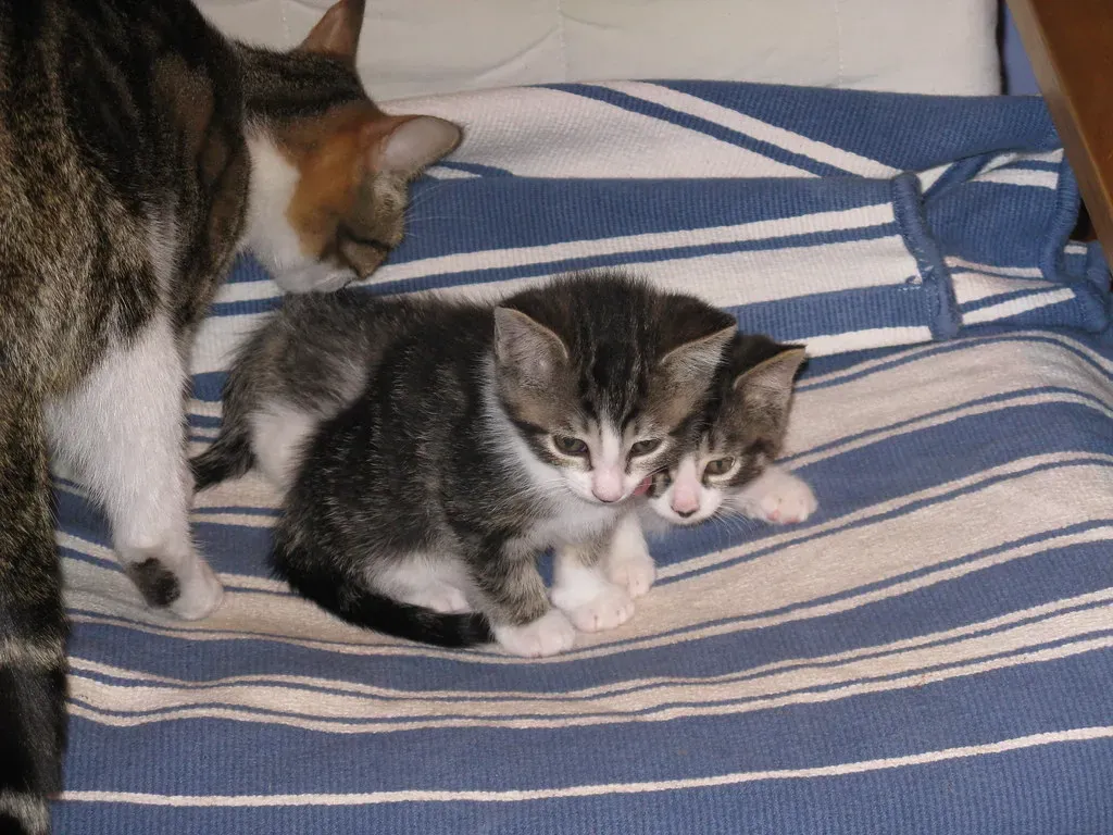 Understanding Socialization and Age (Image Credits: Flickr)