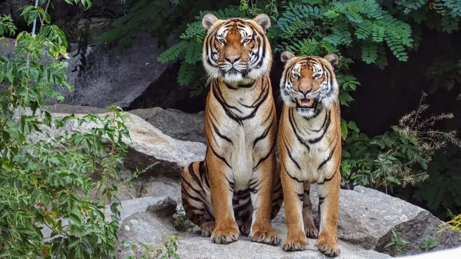 Why Conservation Must Respect Both Space and Relationships (Image Credits: Pexels)