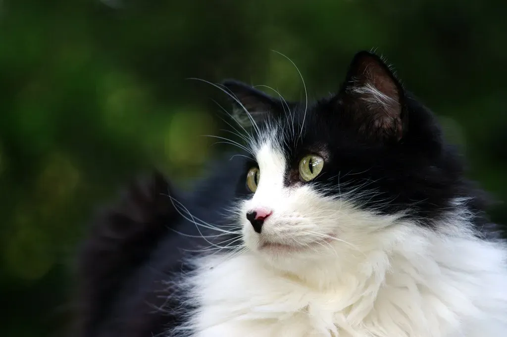 Conclusion: The Gaze That Means Everything (izik, Flickr, CC BY 2.0)