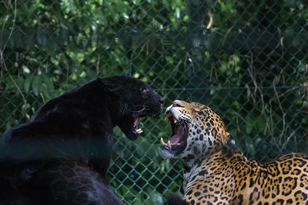 #8. Their name literally translates to "he who kills with one leap" (Image Credits: Unsplash)
