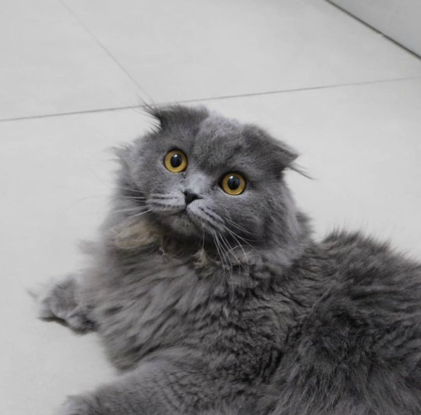 The Low-Maintenance Factor That Speaks to Your Practical Side (Image Credits: Wikimedia)