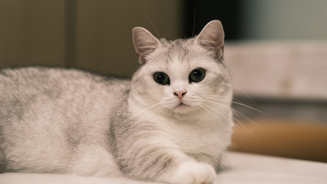 Munchkin Cats: Short Legs, Tall Courage (Image Credits: Unsplash)