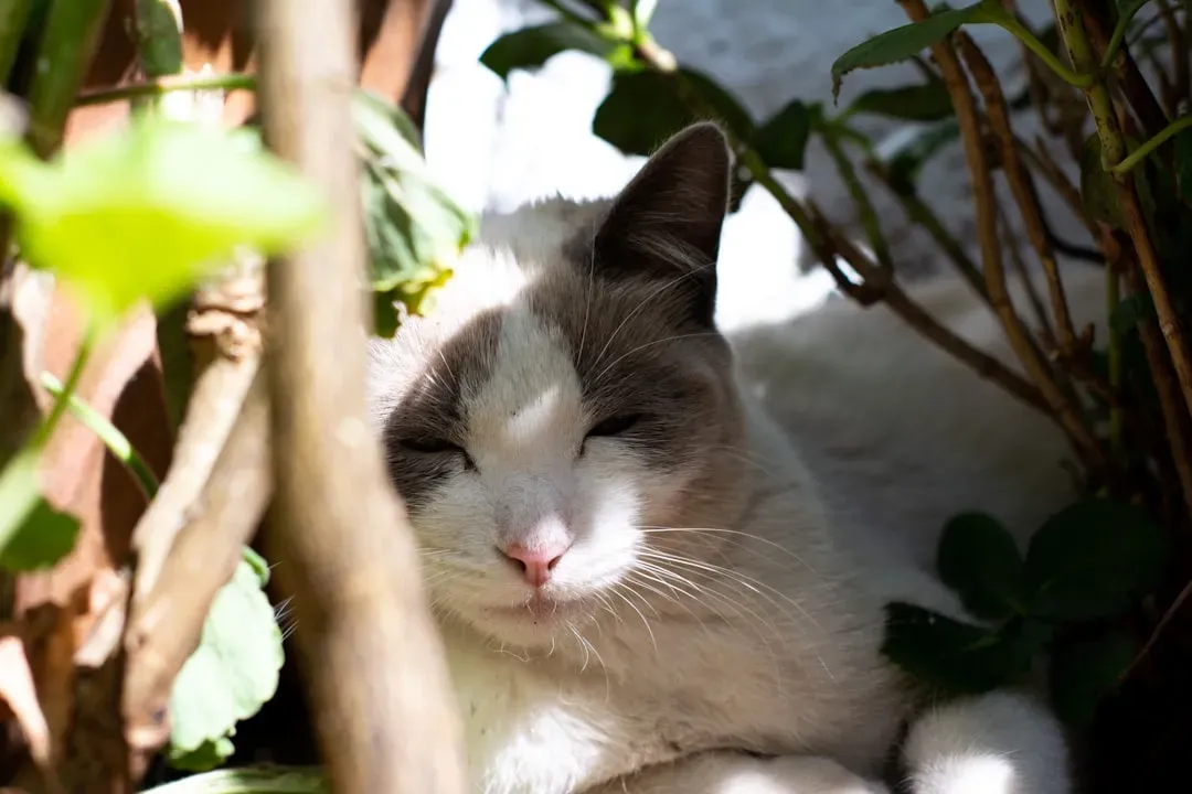 Myth: Euthanasia Is Giving Up on Your Cat (Image Credits: Unsplash)