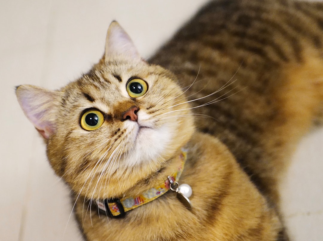 The Gentle Trill: A Cat's Friendly Greeting (Image Credits: Unsplash)