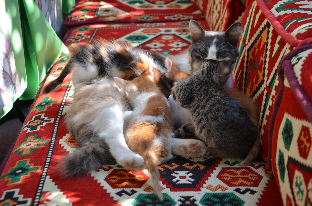 Create Long-term Harmony in Your Multi-Pet Home (Image Credits: Unsplash)