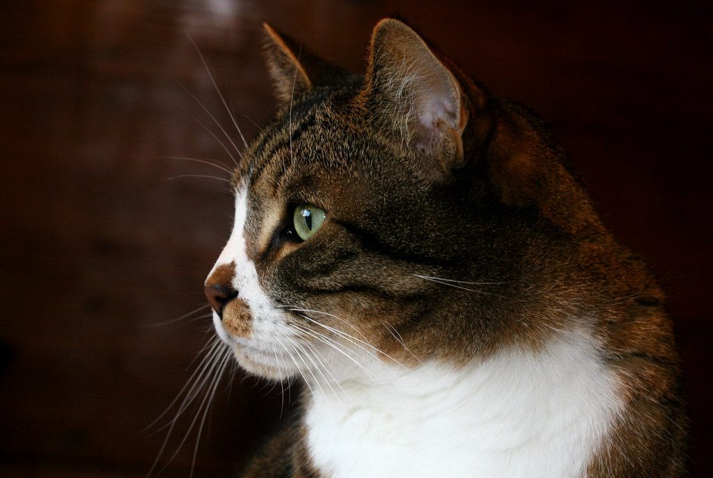 They Provide Natural Home Security and Alerting Services (Image Credits: Flickr)