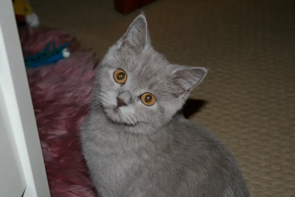 British Shorthair: The Dignified Observer (Image Credits: Flickr)