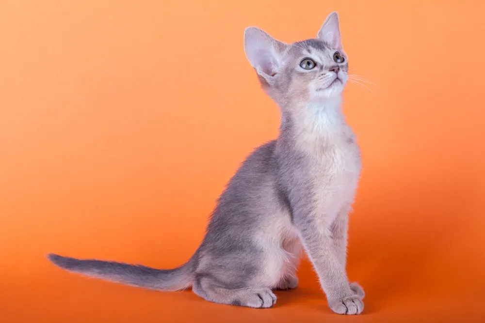 #6 Abyssinian (By Valerius Geng, CC BY 3.0)