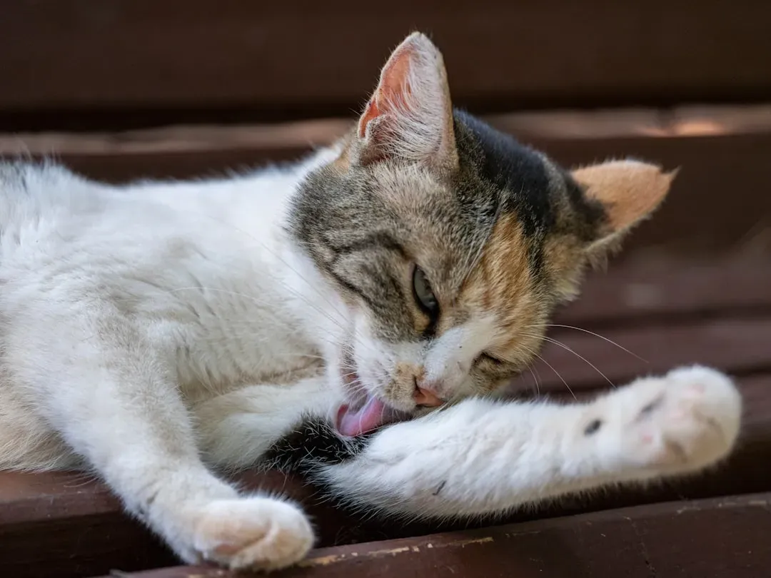 Grooming in Contentment: What a Truly Relaxed Cat Looks Like (Image Credits: Unsplash)