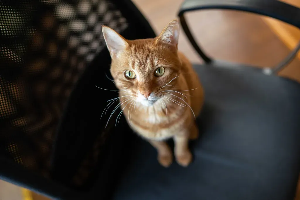 5. Spin: The Twirling Trick That's Pure Joy to Watch (Big Ben in Japan, Flickr, CC BY-SA 2.0)