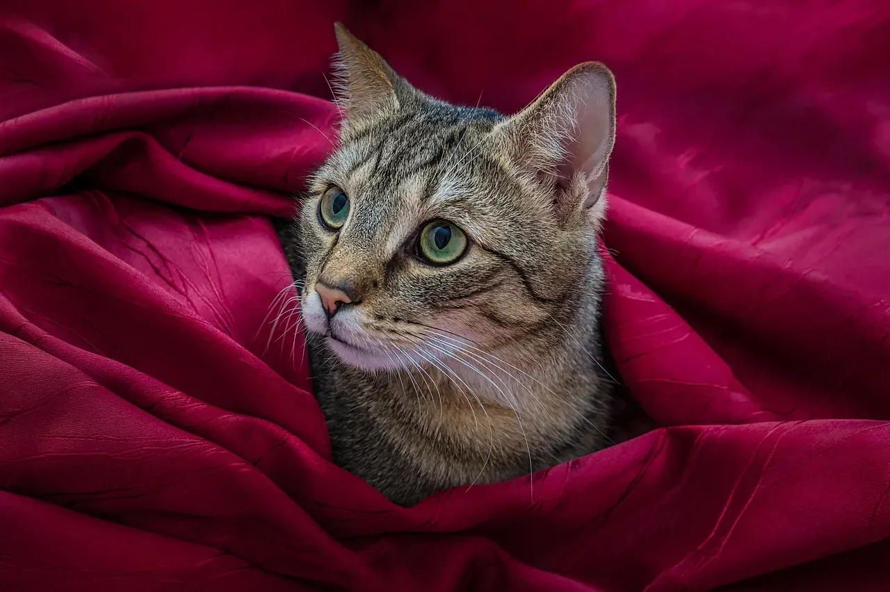 Scent Curiosity - Your Clothes Tell the Story of Your Day (Image Credits: Pixabay)