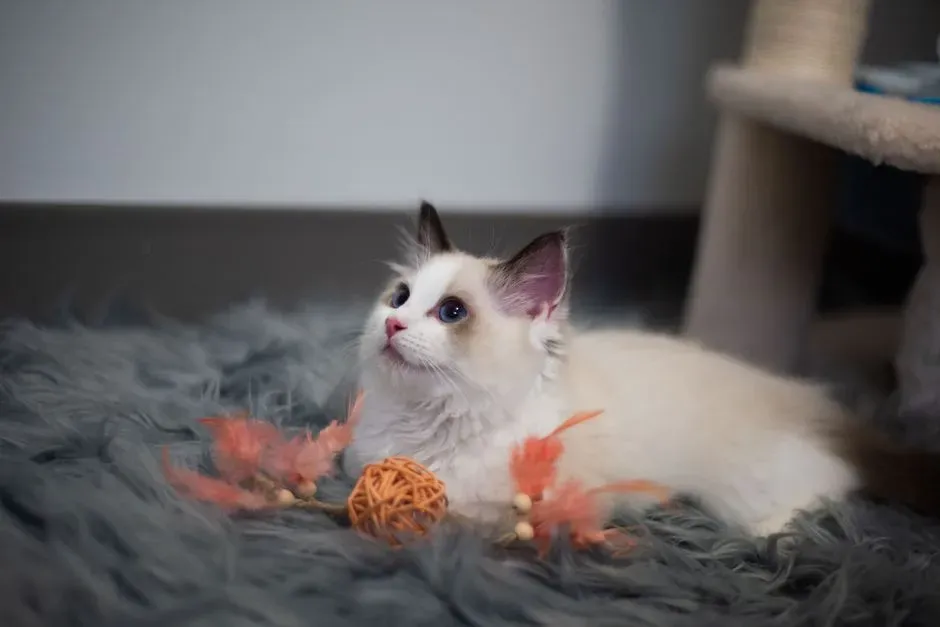 2. Ragdoll – The Floppy Lap Cat With A Curious, Working Brain (Image Credits: Pexels)