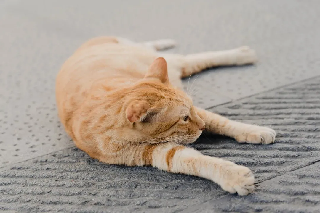 Conclusion: Understanding Your Little Wildcat (Image Credits: Unsplash)