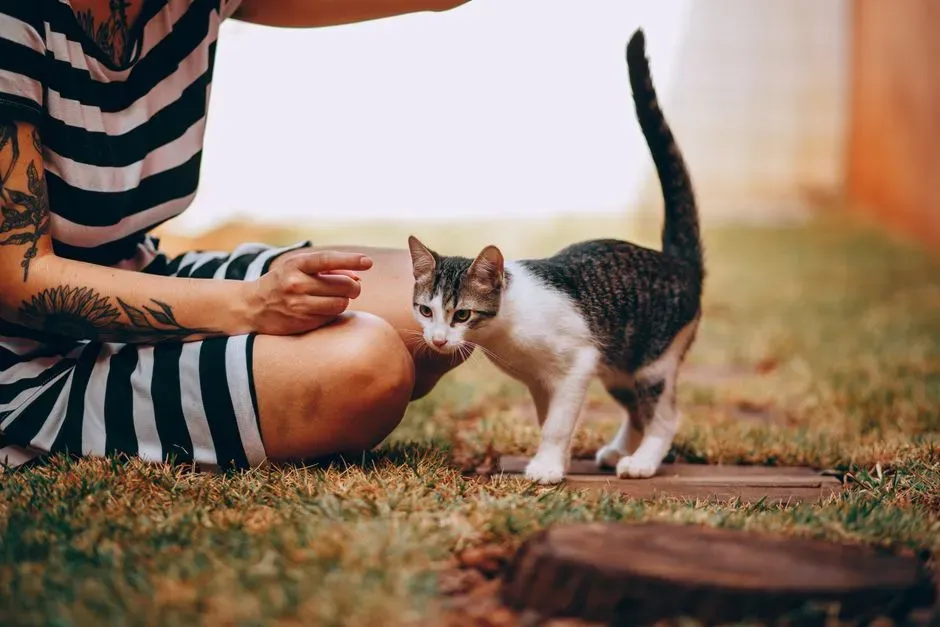Why Pointing Means More to Your Cat Than You Think (Image Credits: Pexels)