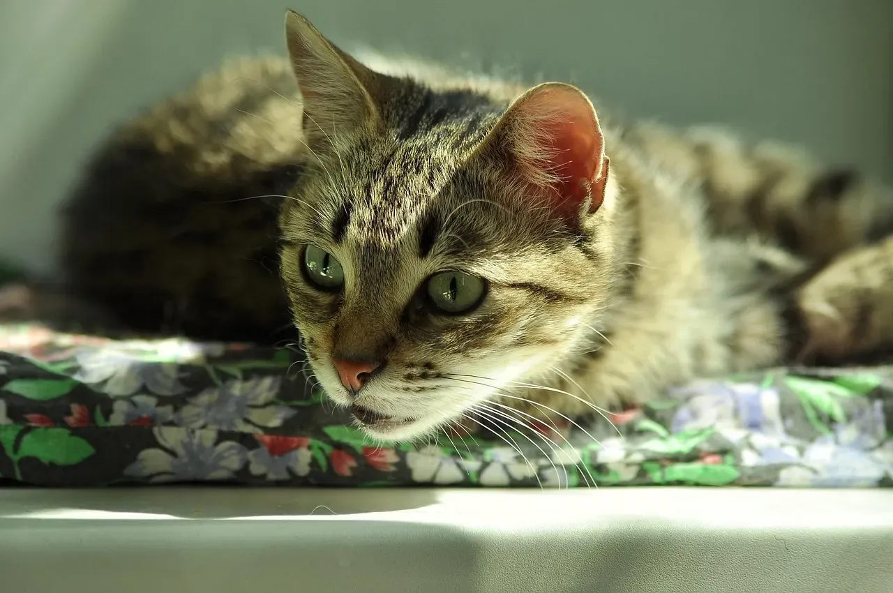 Their Coat Becomes Matted and Unkempt (Image Credits: Pixabay)