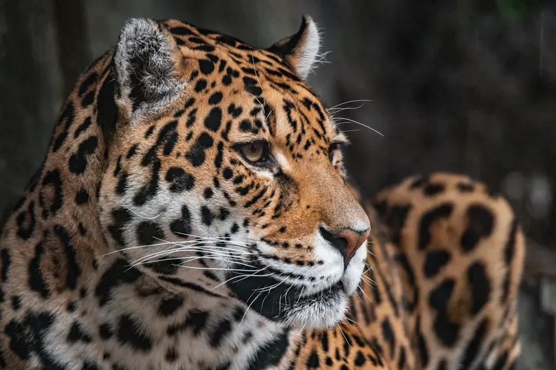 Scorpio: The Jaguar (Image Credits: Unsplash)