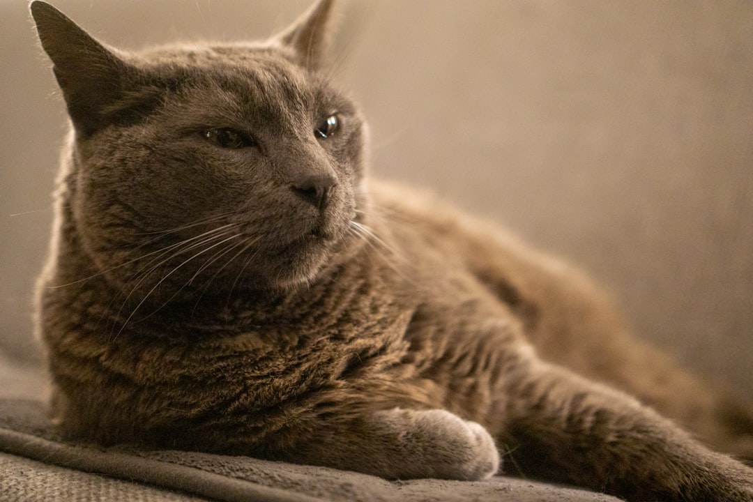 Chartreux: The Quiet Sophisticate (Image Credits: Unsplash)