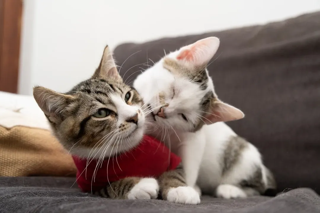 Finding Your Perfect Snuggle Partner (Image Credits: Unsplash)