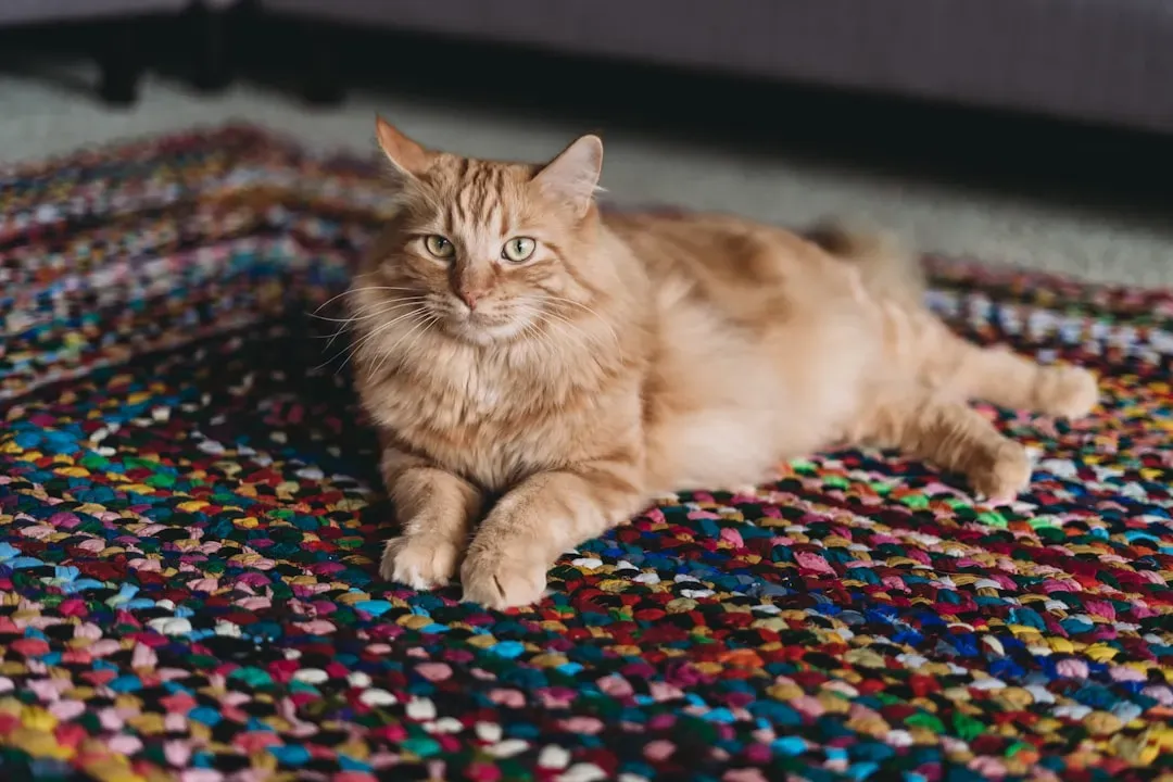 10. The Rug or Area Carpet (Image Credits: Unsplash)