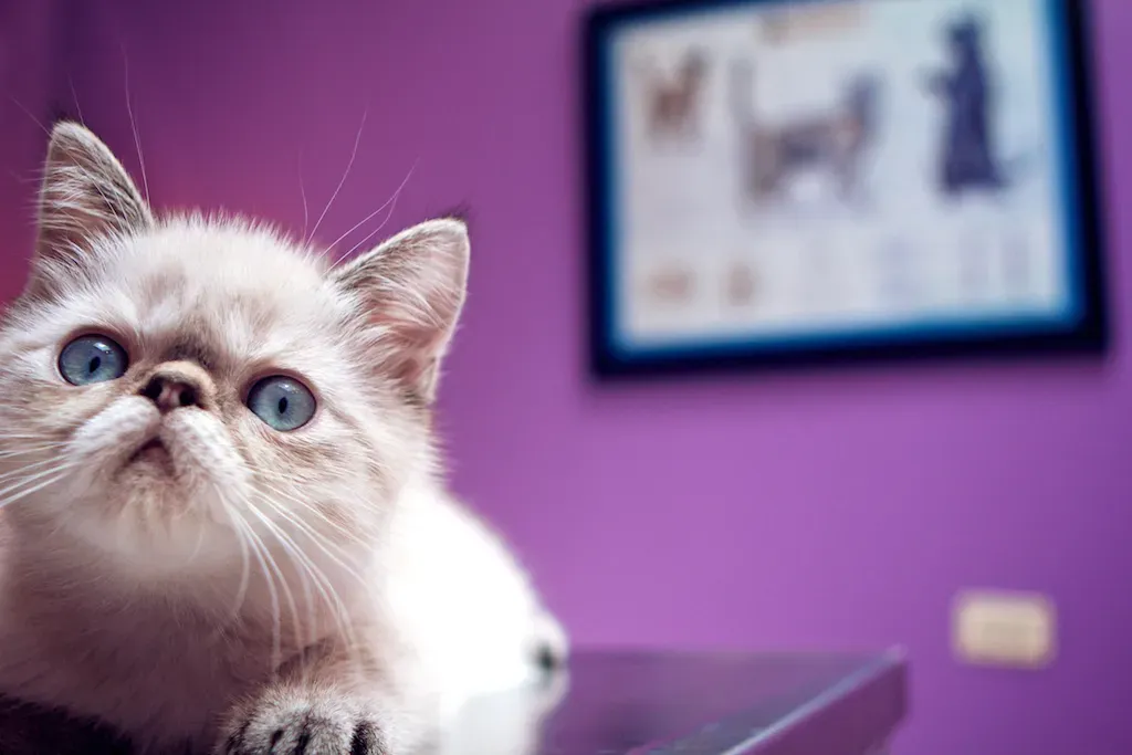 Exotic Shorthair: The Quiet Admirer (Image Credits: Flickr)