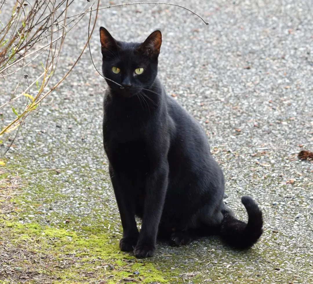 Scorpio: The Mysterious Feline With an Intense Stare (Image Credits: Unsplash)