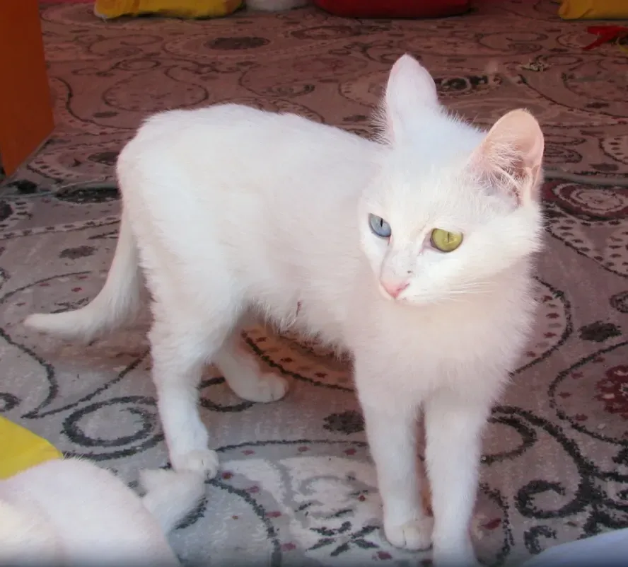 Turkish Angora: The Mischievous Swimmer With Canine Devotion (Image Credits: Wikimedia)