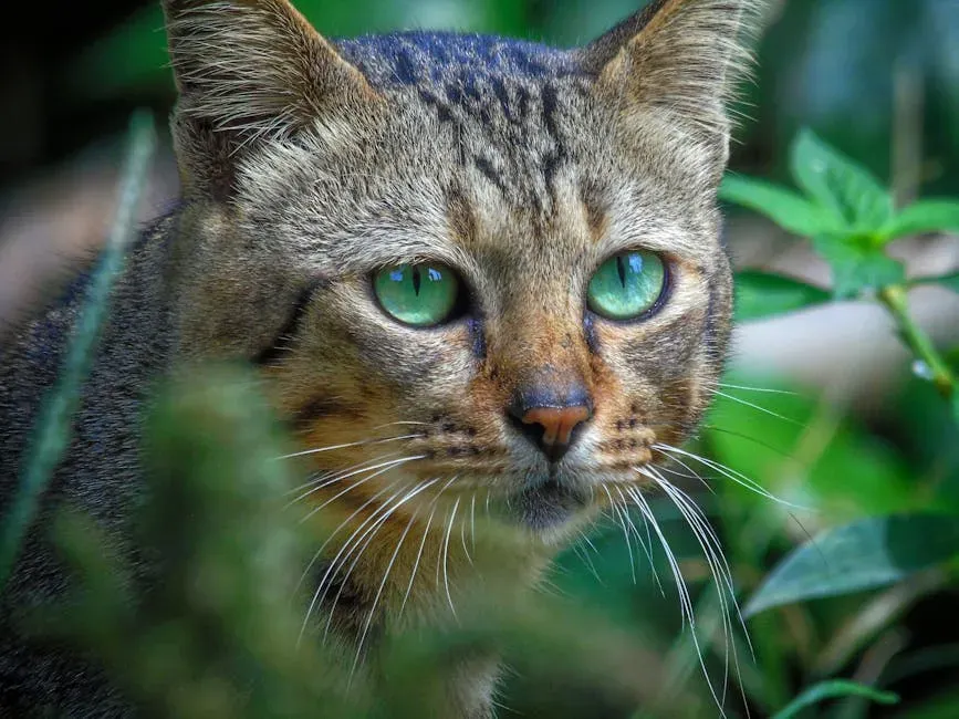 Your Cat's Extraordinary Senses Are Your Early Warning System (Image Credits: Pexels)