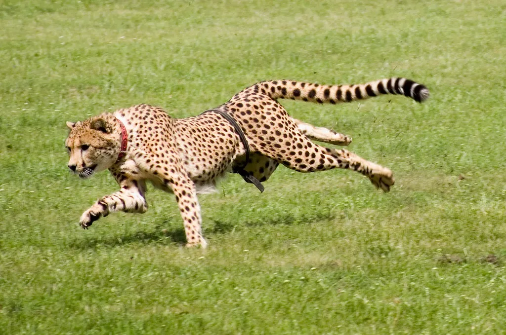 #2 Their claws barely retract, and that changes everything about how they move (kitmasterbloke, Flickr, CC BY 2.0)