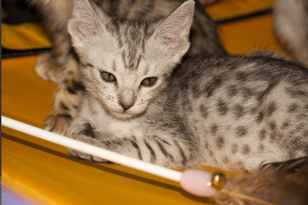 Ocicat: Spotted Beauty in Golden Light (Image Credits: Flickr)