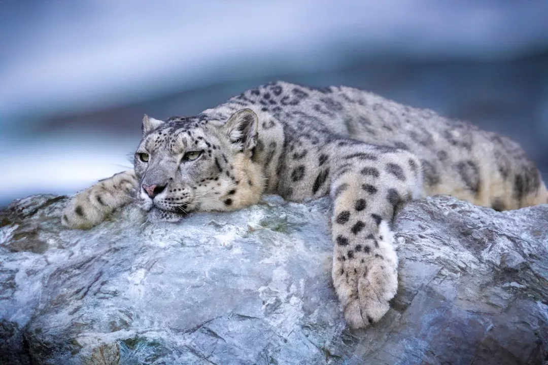 #8: Quiet Communication and Scent Marking Replace Loud Roars (Image Credits: Unsplash)