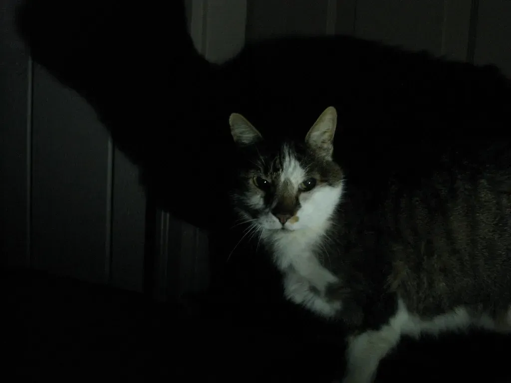 Nighttime Guardianship While You Sleep (Image Credits: Flickr)