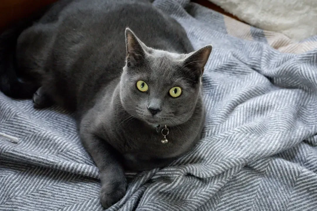 6. Russian Blue Cats: The Reserved Observers (Image Credits: Unsplash)